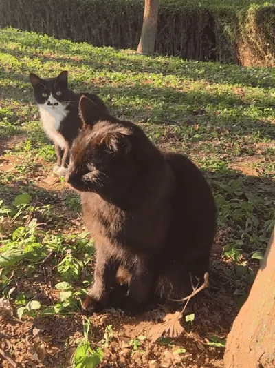 A short clip of the cats in the morning light