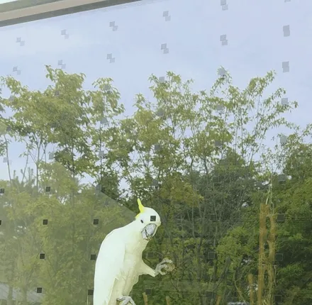 노란 볏을 세운 흰 앵무새 (움짤)