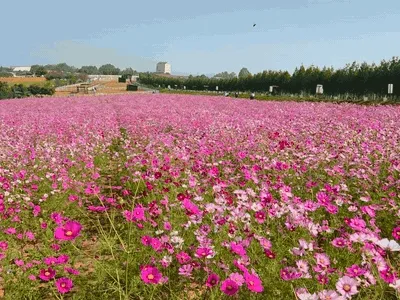 広がるコスモス畑を撮った短い動画
