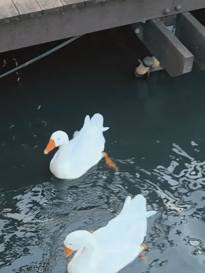 Ducks encountered beside the pond