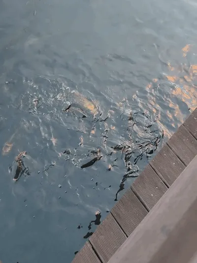 A short clip of fish gathered by the edge