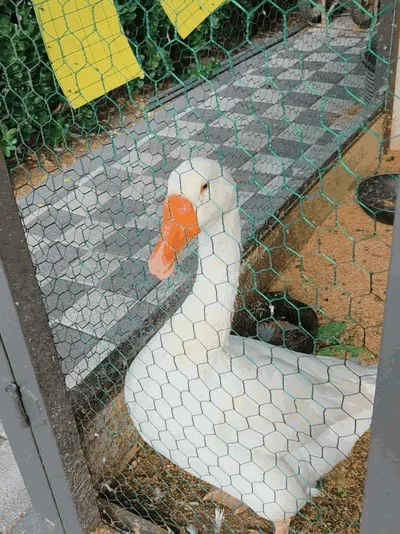 A short clip of the goose filmed on site