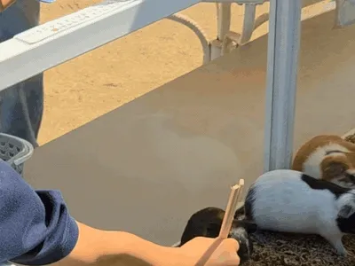 モルモットに箸でえさやり