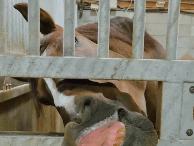 ニンジンをもぐもぐ食べる馬