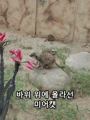A meerkat standing up on a rock (GIF)