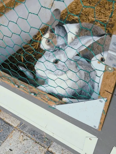 A short close-up clip of the rabbits