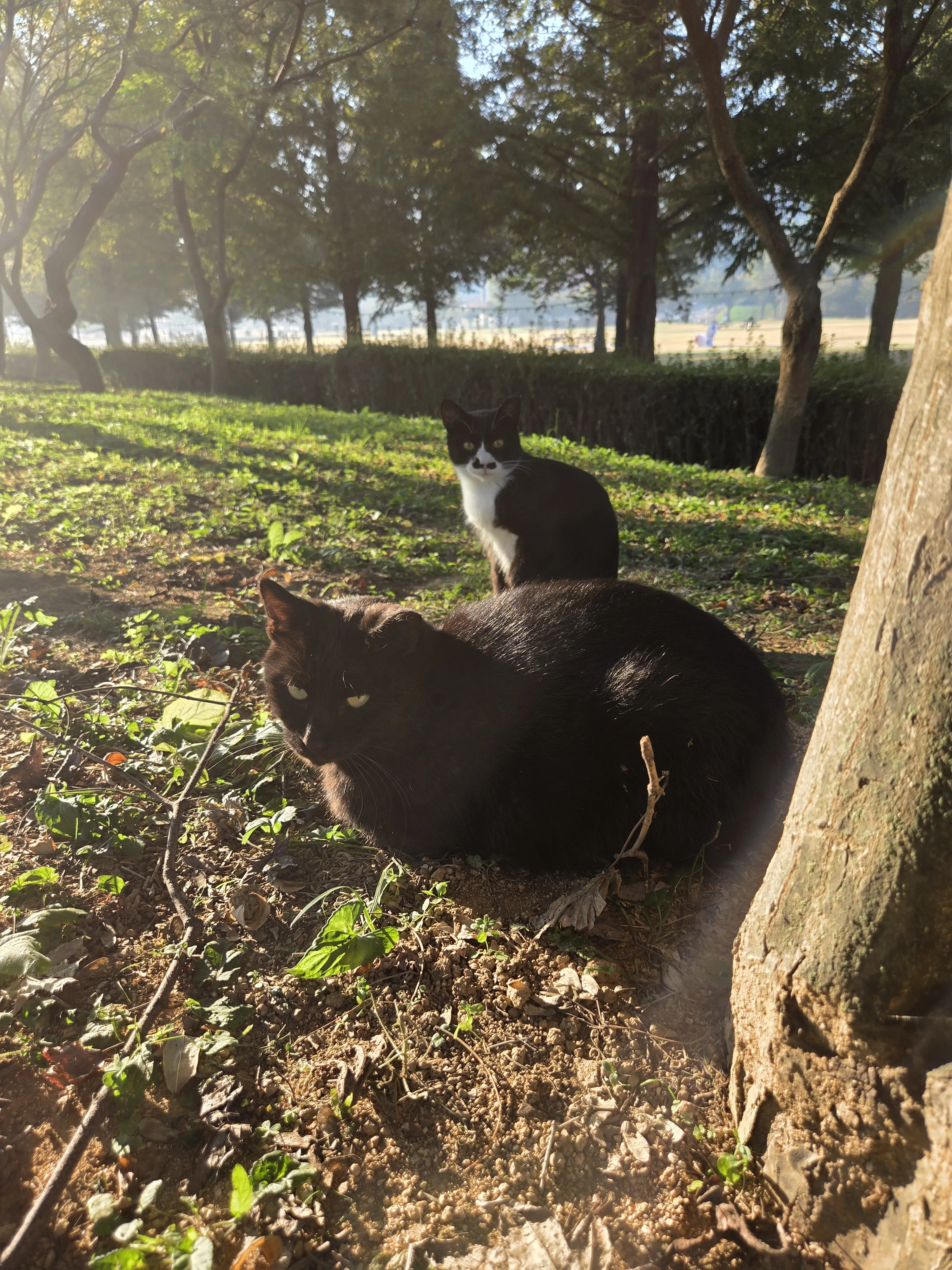 Two cats sitting beside a tree