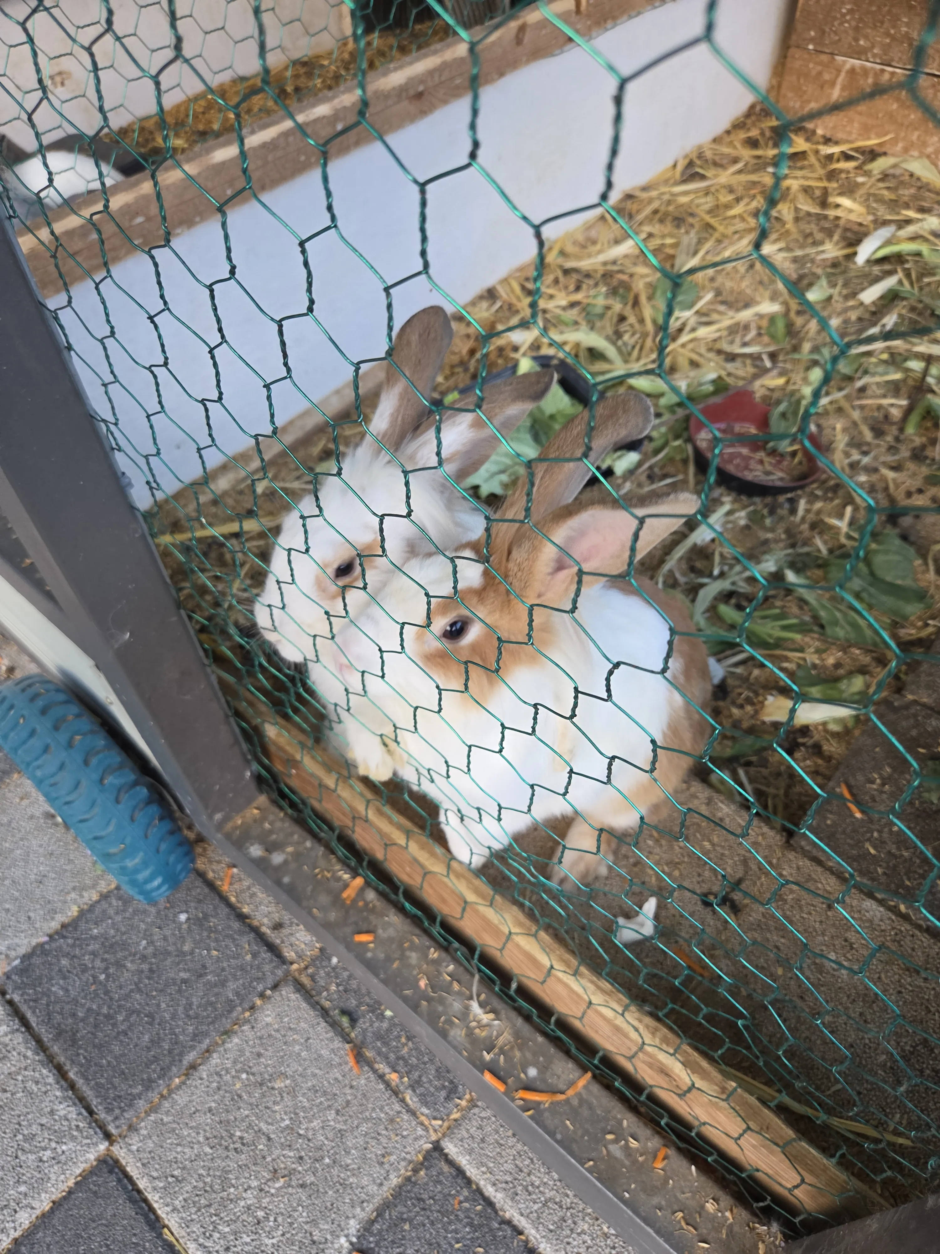 Rabbits gathered in the enclosure