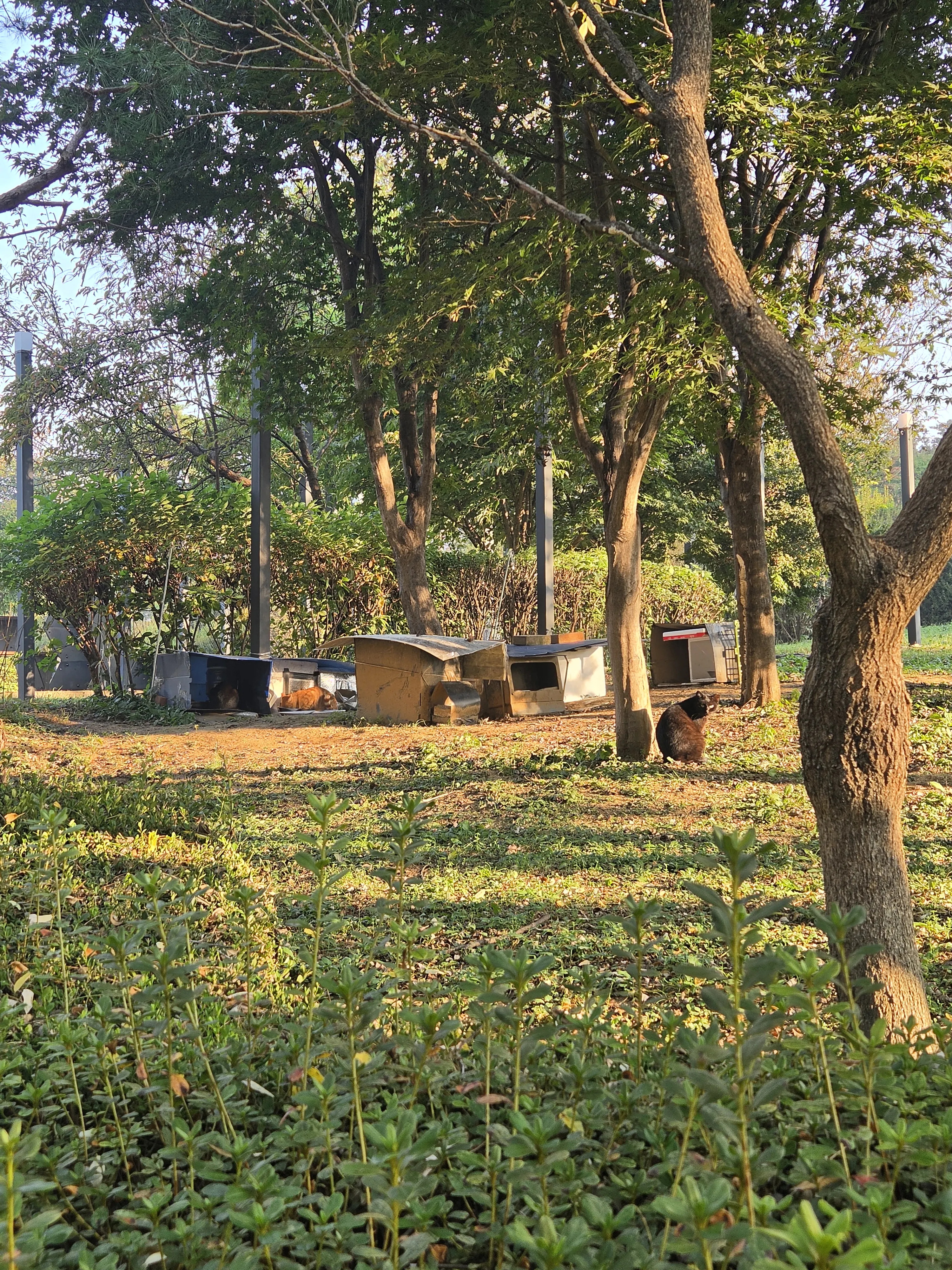 Cats among the trees and the surrounding greenery