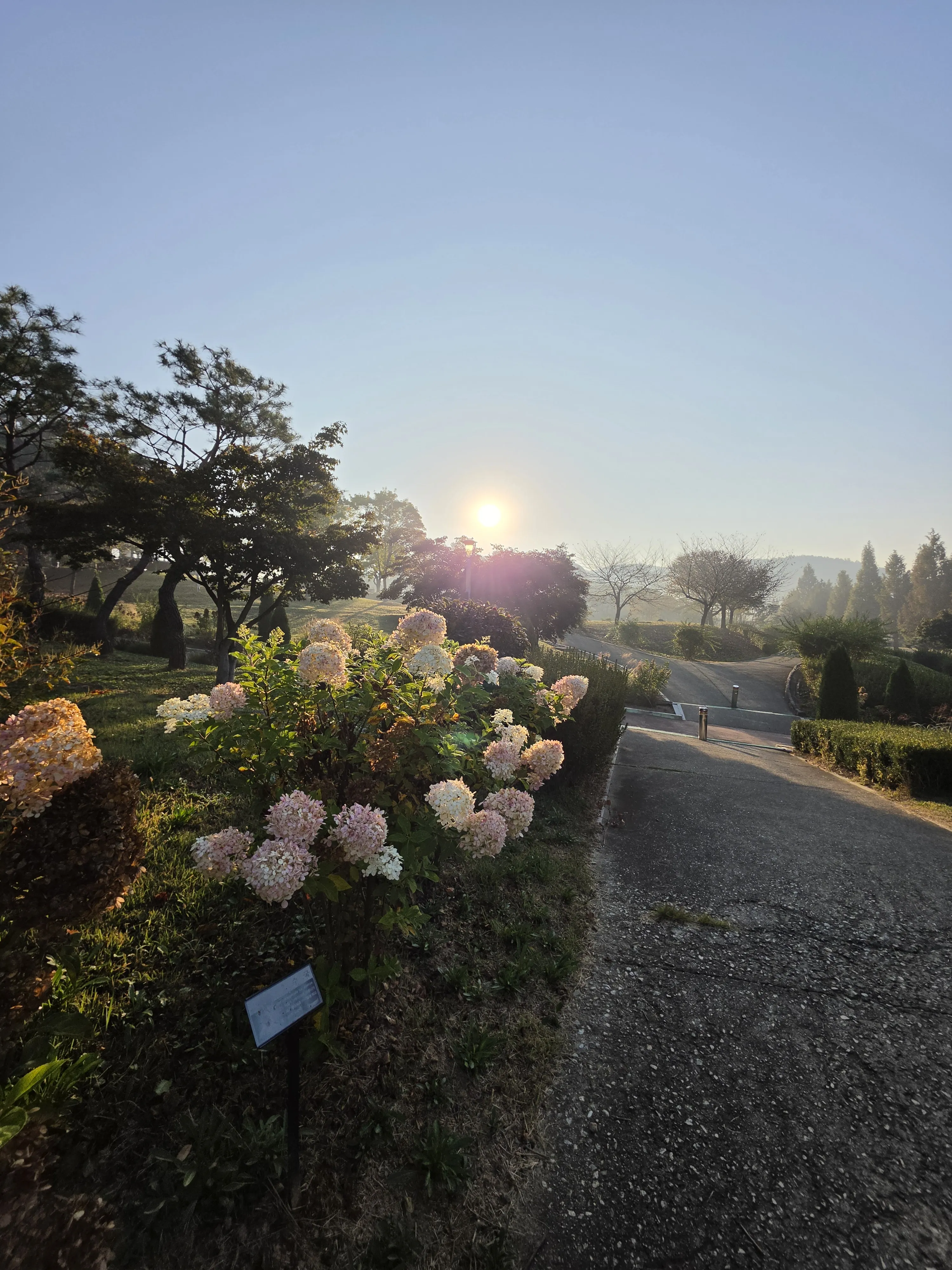 Flowers and the park path in the morning light