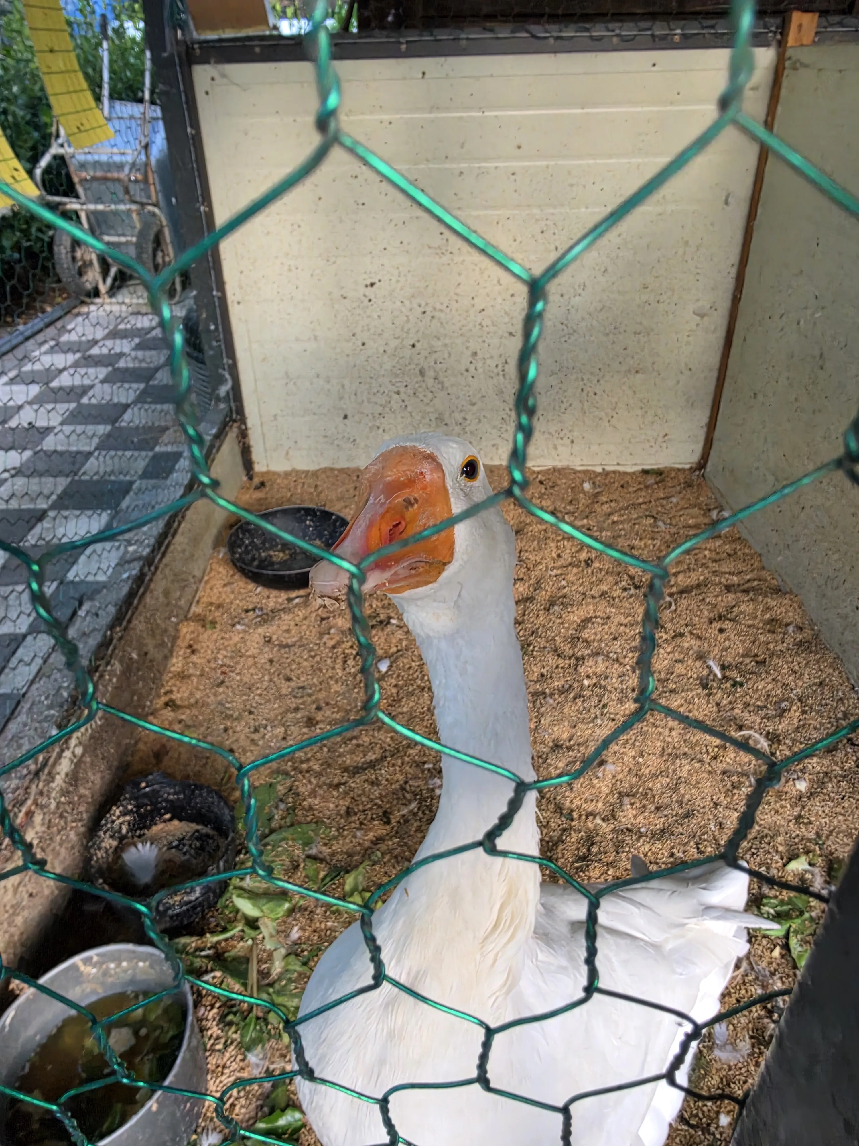 A goose inside the enclosure