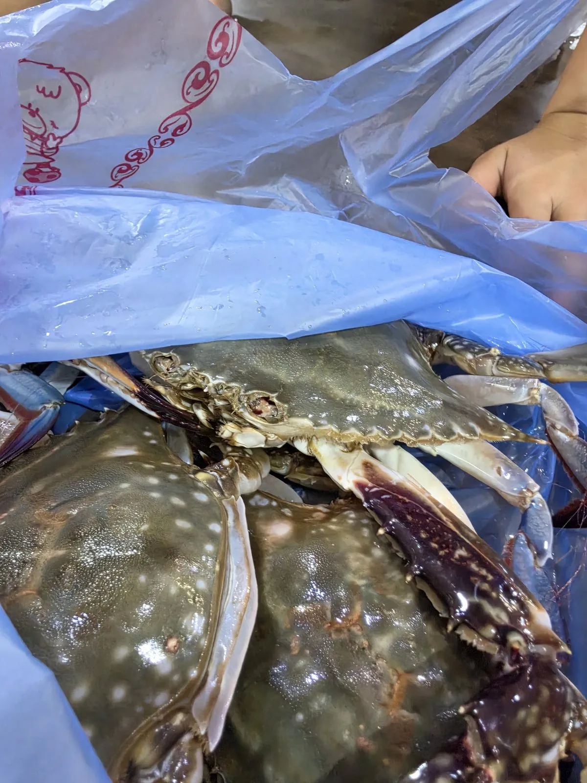 봉지 속 꽃게
