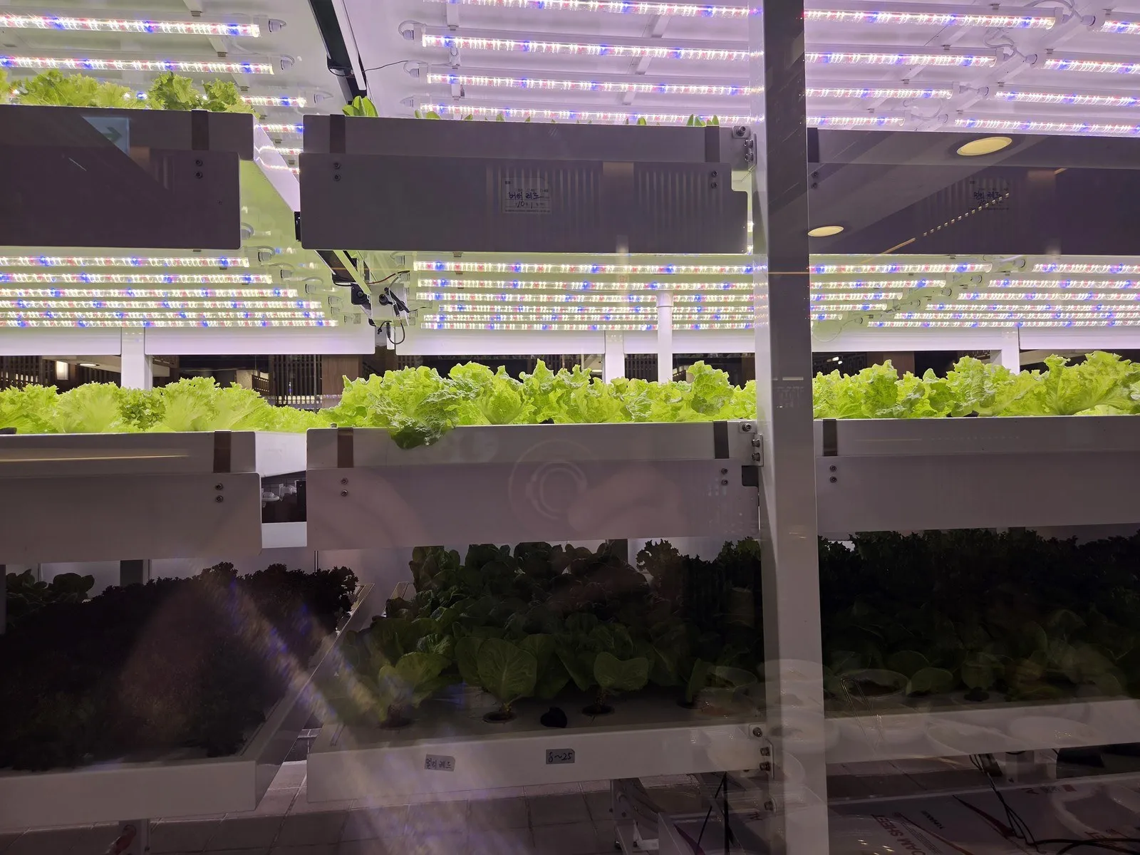 LED 아래에서 자라는 상추
