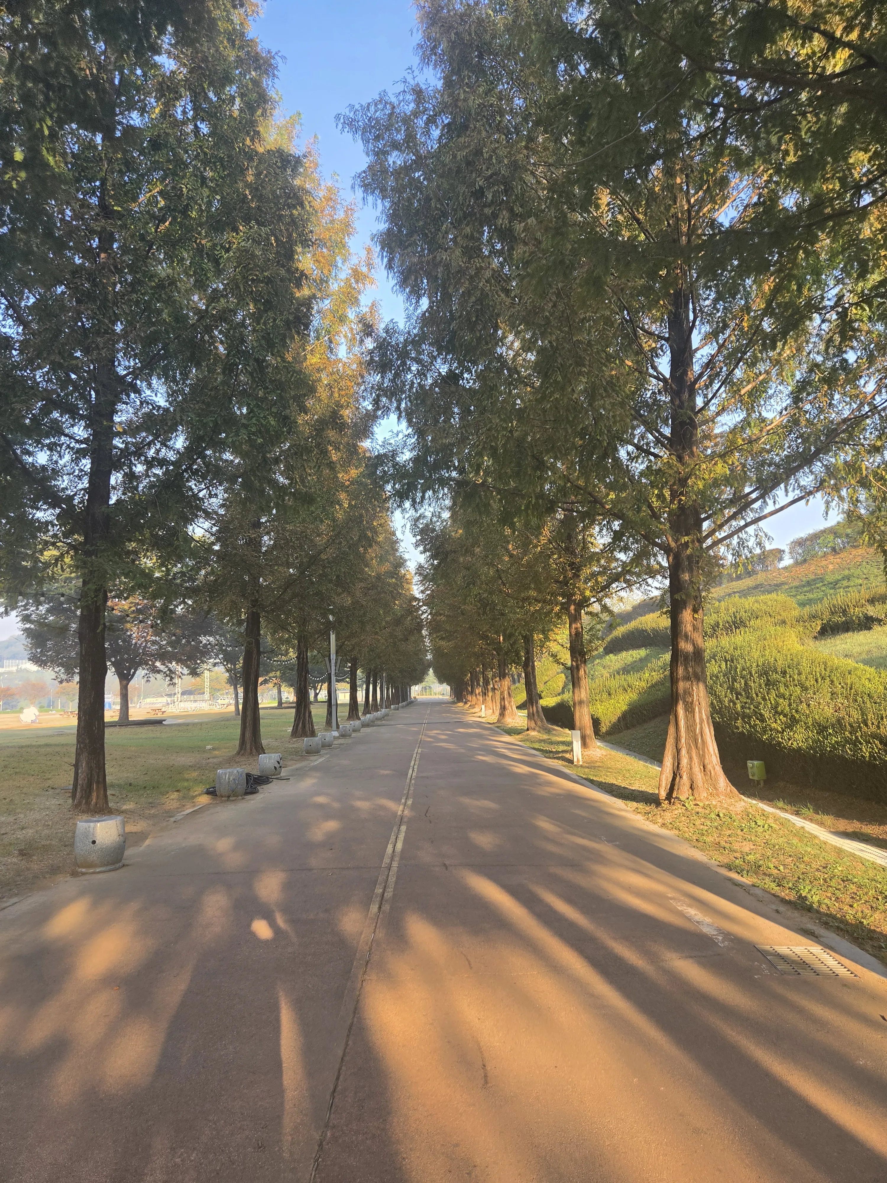 A path lined with tall trees on both sides