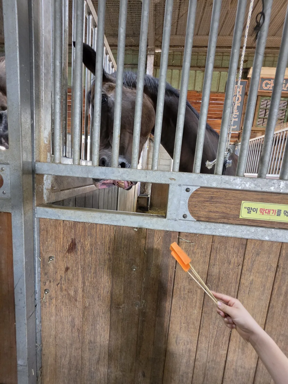 馬房の馬にニンジン串を差し出す