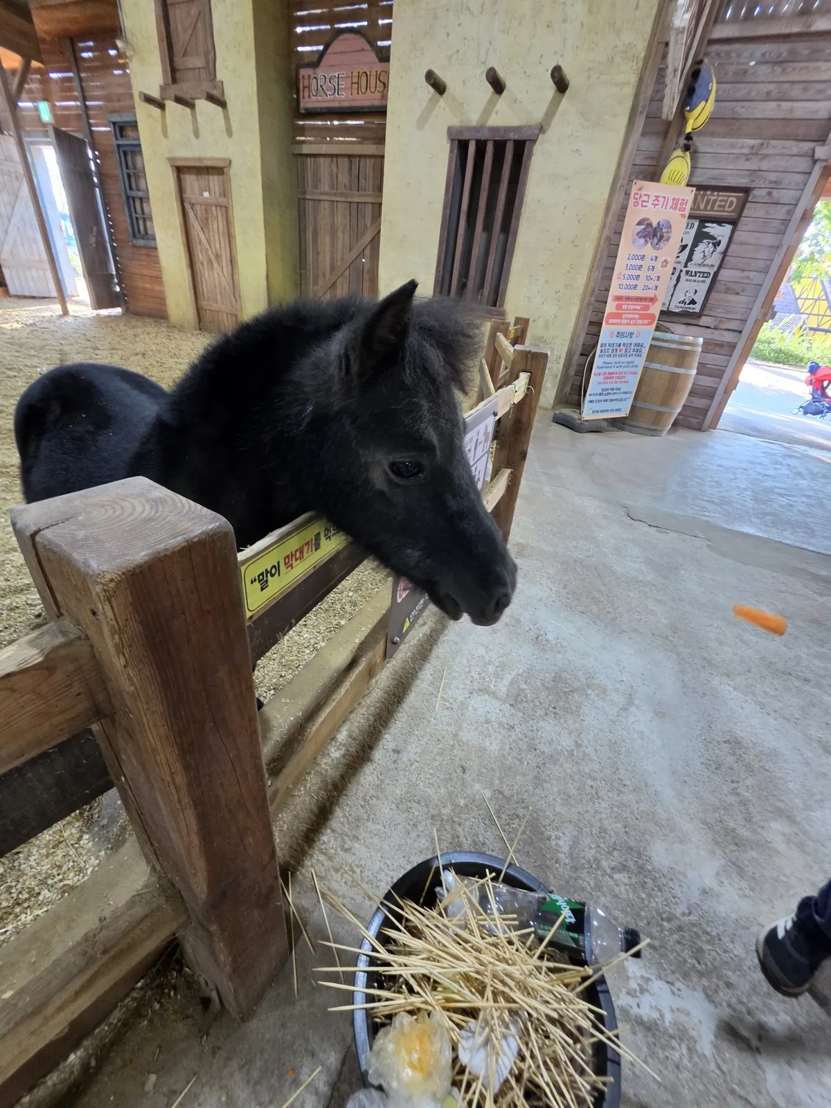 HORSE HOUSEの前の黒いポニーとニンジンやり体験の案内板