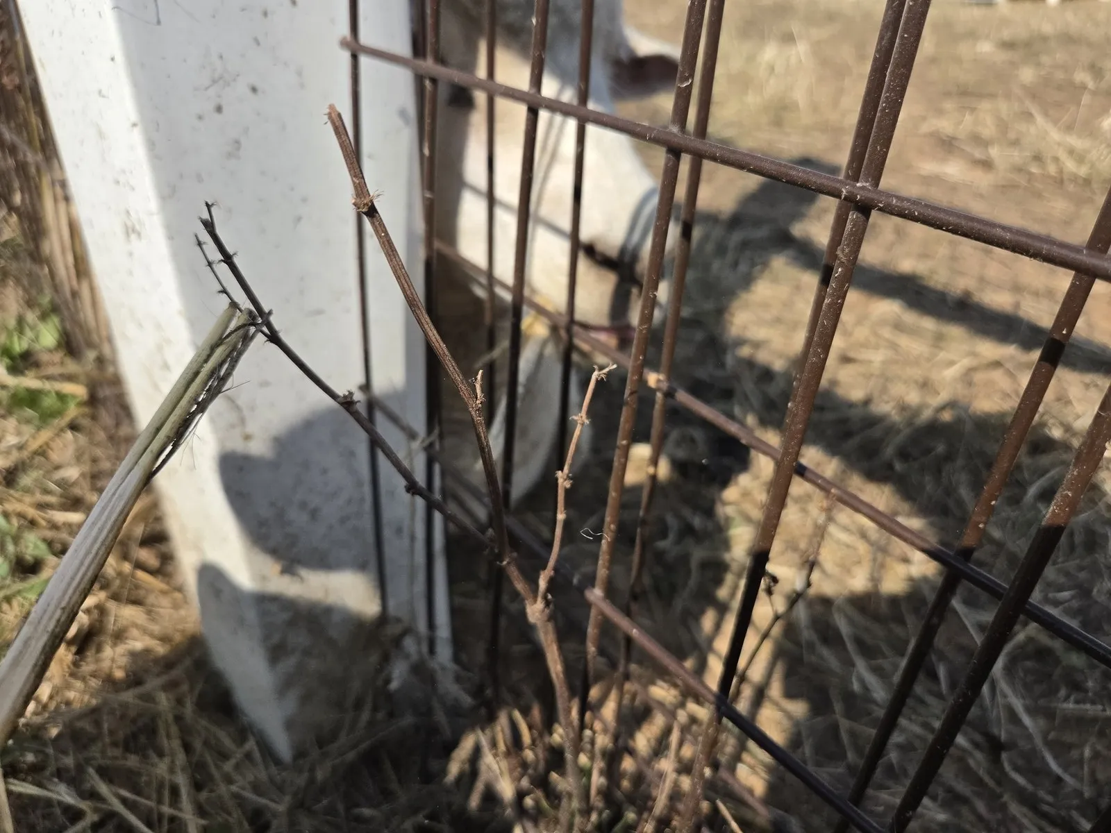 金網の向こうから顔を出した白い動物