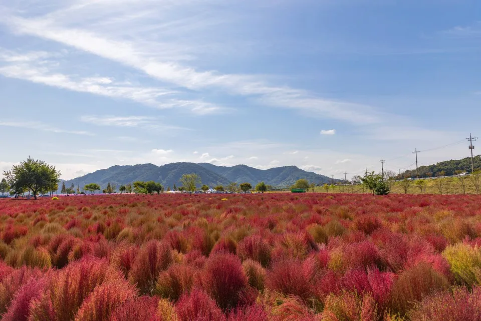護國義兵之森親水公園（南江河畔花海）— 紅色地膚花海與山脈稜線（2024年10月）
