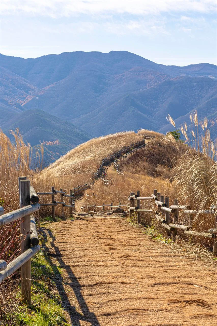 民洞山 — 芒草地間的木欄杆步道與山脊（2025年11月）（照片：韓國觀光公社觀光照片庫・攝影 황성훈・公共授權第1類）