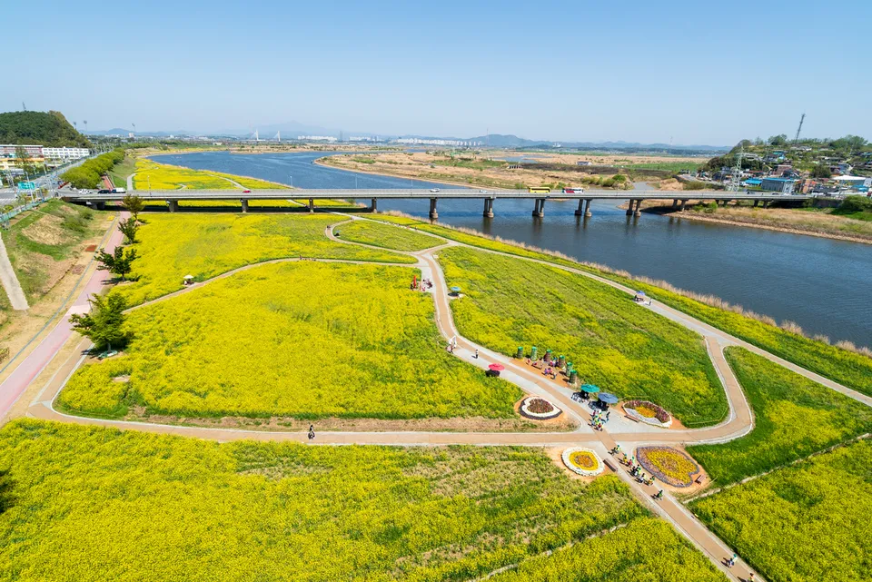 榮山江 — 榮山江畔油菜花田與橋梁景觀（2018年4月）