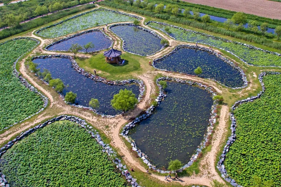 三樂生態公園 — 有蓮花池與涼亭的生態公園景觀（2020年10月）