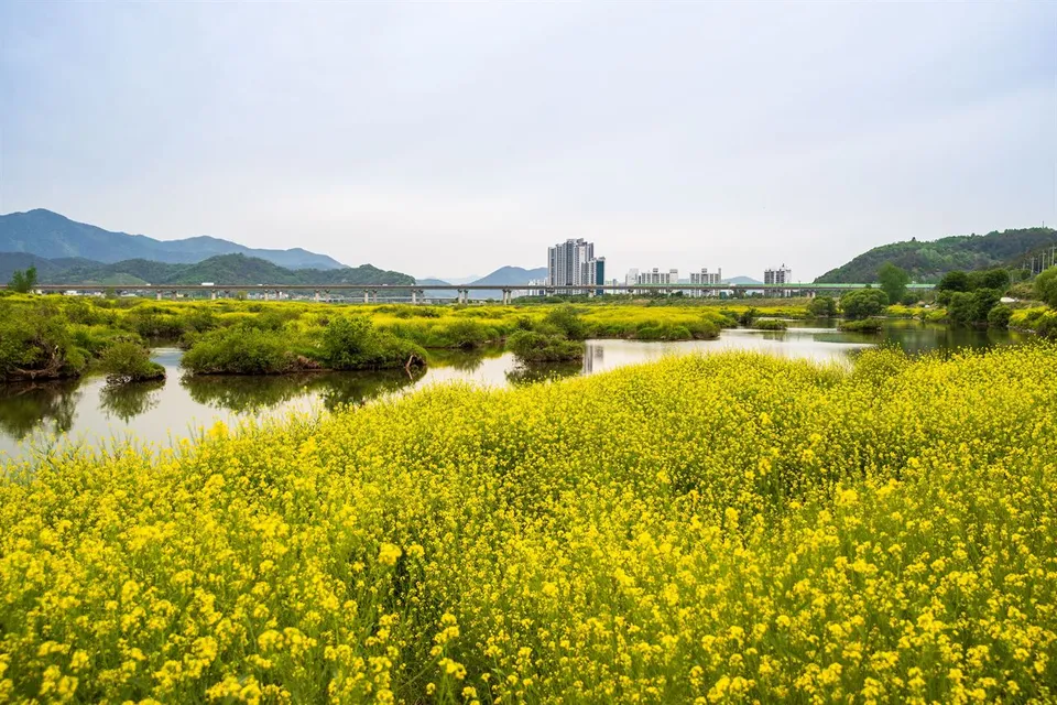 密陽江 — 密陽江油菜花田與山脈稜線景色（2021年4月）