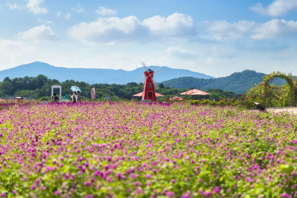 나리농원 — 산자락과 풍차가 보이는 천일홍 꽃밭 (2025년 9월)