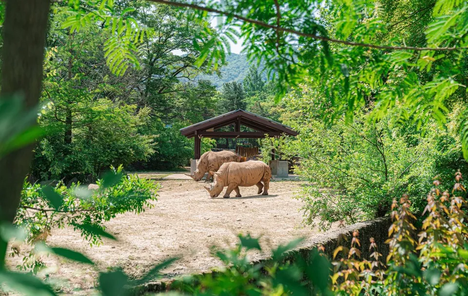 首爾大公園 — 以樹木與山景為背景的白犀牛放養區（2025年6月）