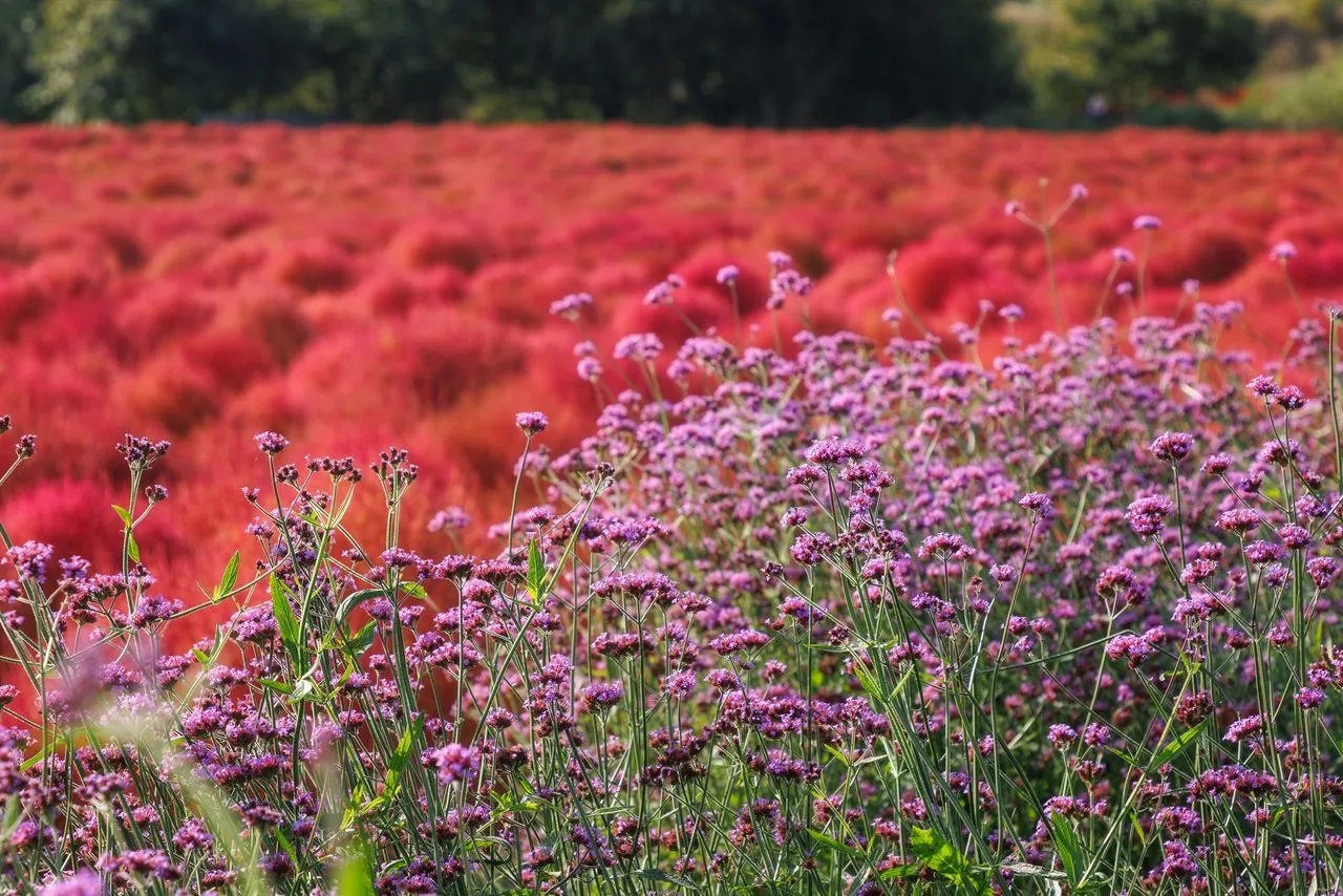 臨津江地膚庭園（임진강 댑싸리정원）— 粉紅花田與紫色花叢（2025年10月）（照片：韓國觀光公社觀光照片庫・攝影 정규진・公共授權第1類）