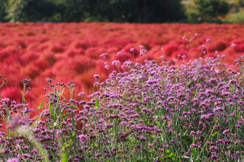 臨津江地膚庭園（임진강 댑싸리정원）— 粉紅花田與紫色花叢（2025年10月）