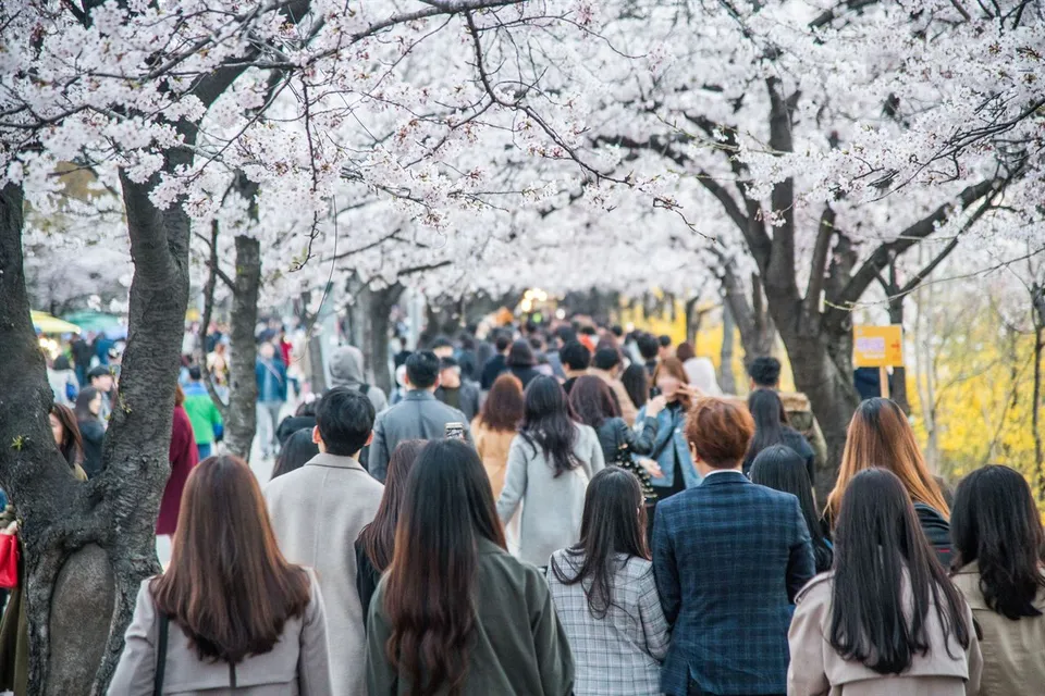2019 永登浦汝矣島春花節 — 櫻花盛開的步道與遊客（2019年4月）
