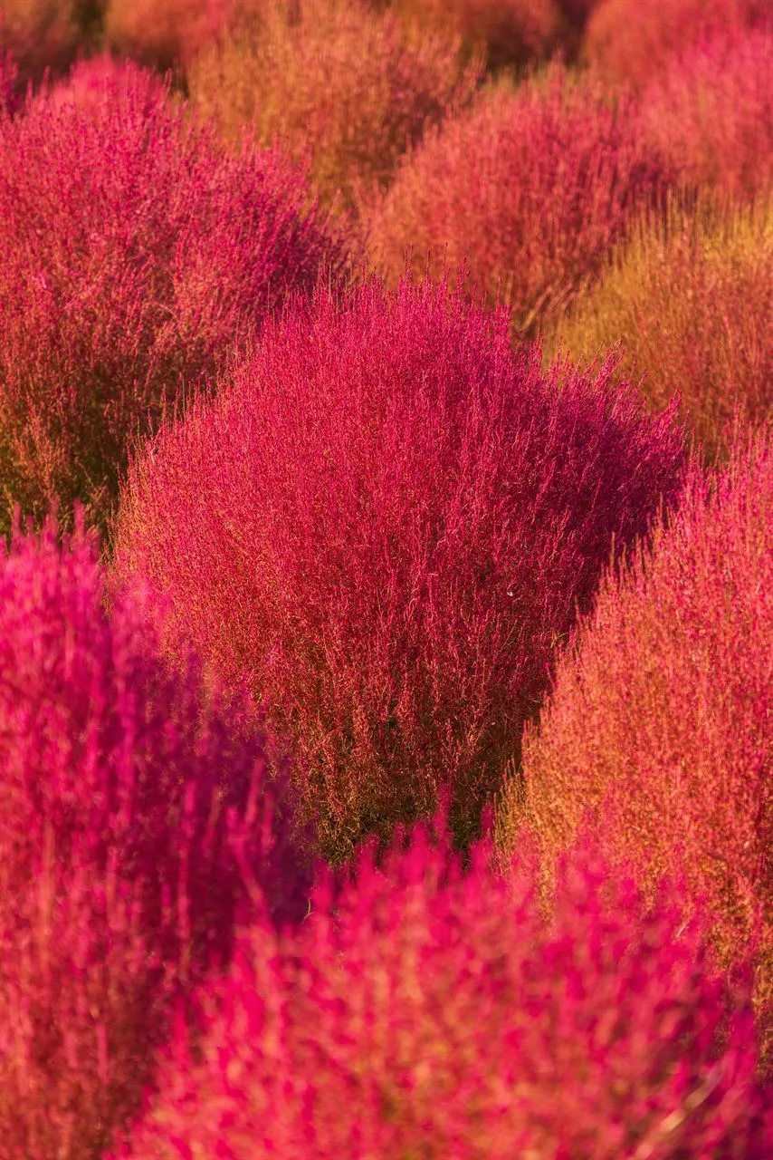 臨津江地膚庭園（임진강 댑싸리정원）— 紅色地膚群落的繽紛景色（2025年10月）