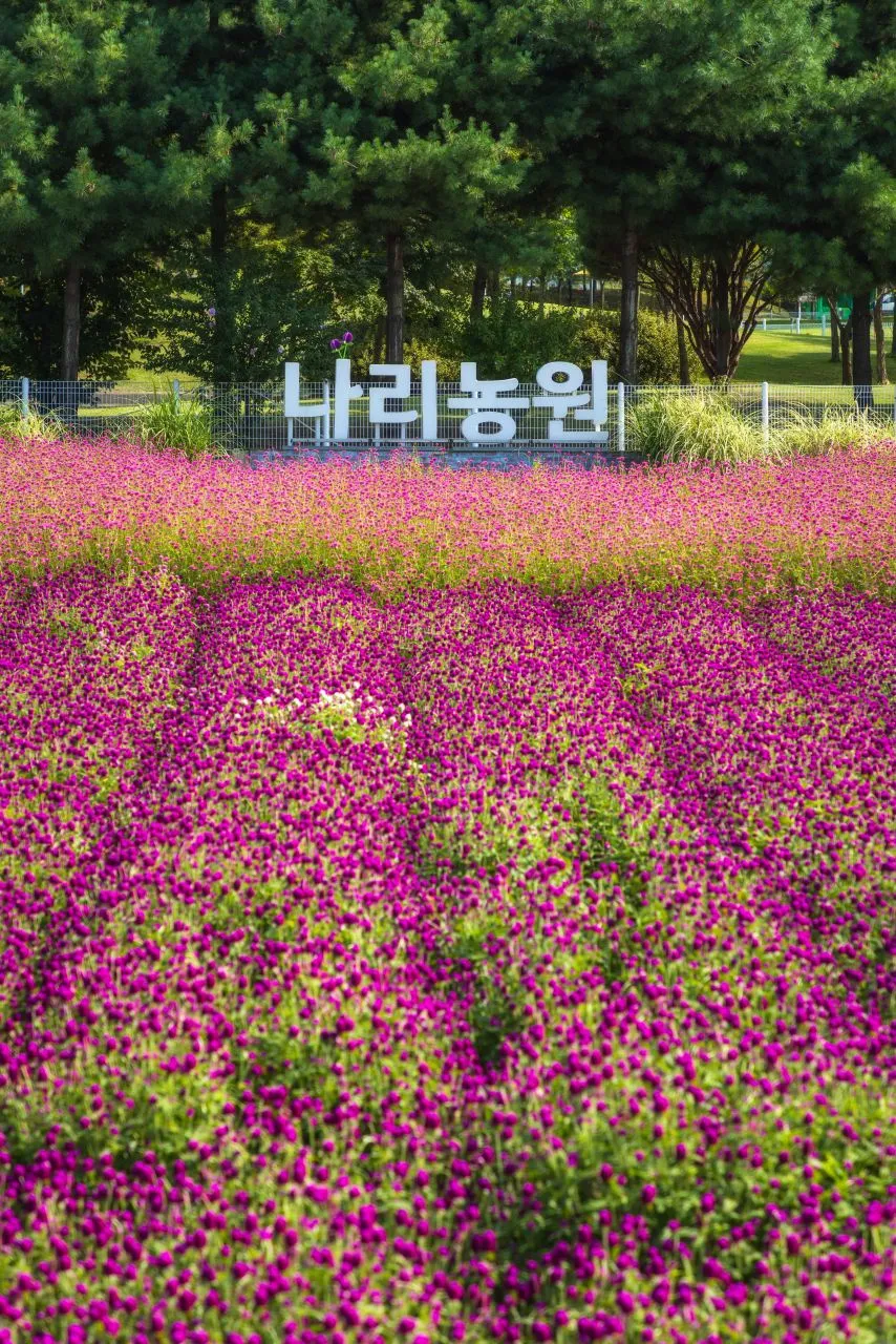 나리농원 — 나리농원 표지판 앞 천일홍 꽃밭 (2025년 9월)