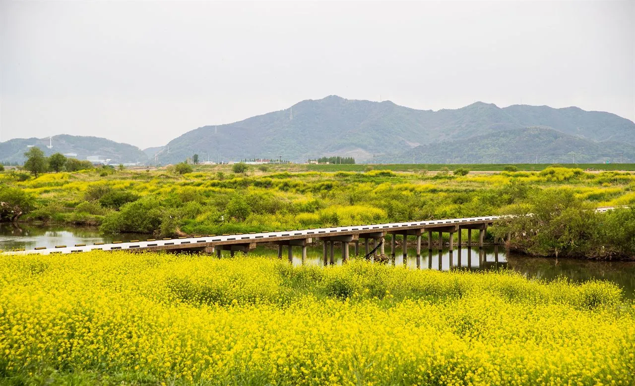 密陽江 — 油菜花田間的木橋與山景（2021年4月）（照片：韓國觀光公社觀光照片庫・攝影 한국관광공사 김지호・公共授權第1類）