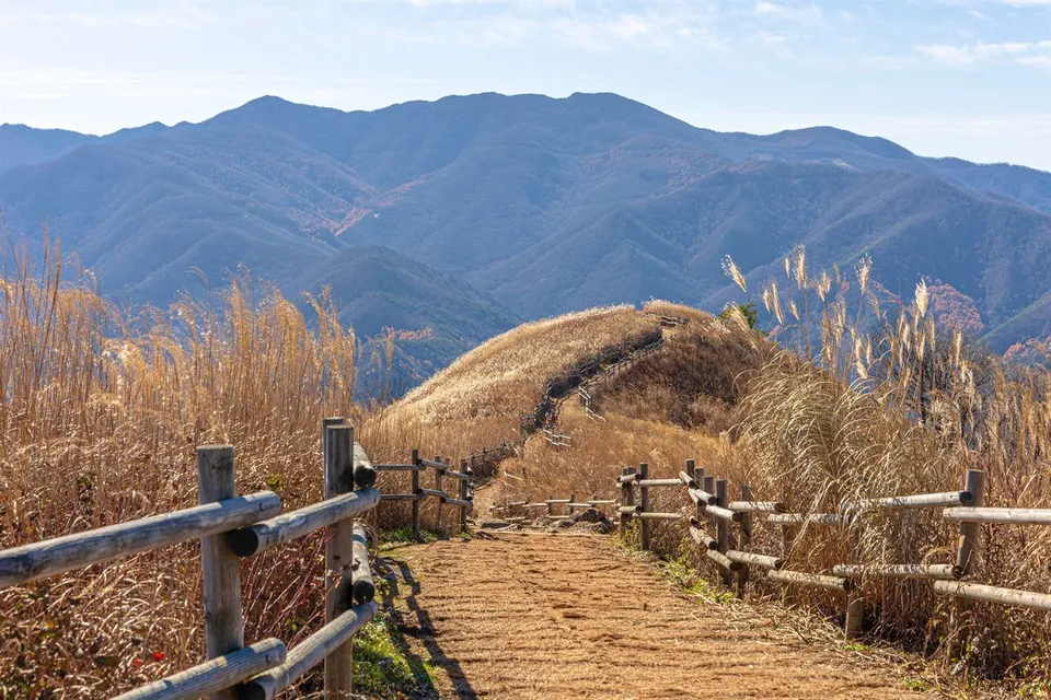 民洞山 — 寬闊的芒草地步道與層層 펼어진山脊（2025年11月）