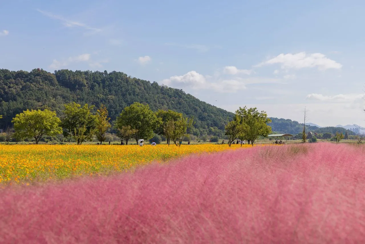 護國義兵之森親水公園（南江河畔花海）— 粉黛乱子草與黃花波斯菊花海（2024年10月）（照片：韓國觀光公社觀光照片庫・攝影 박장용・公共授權第1類）