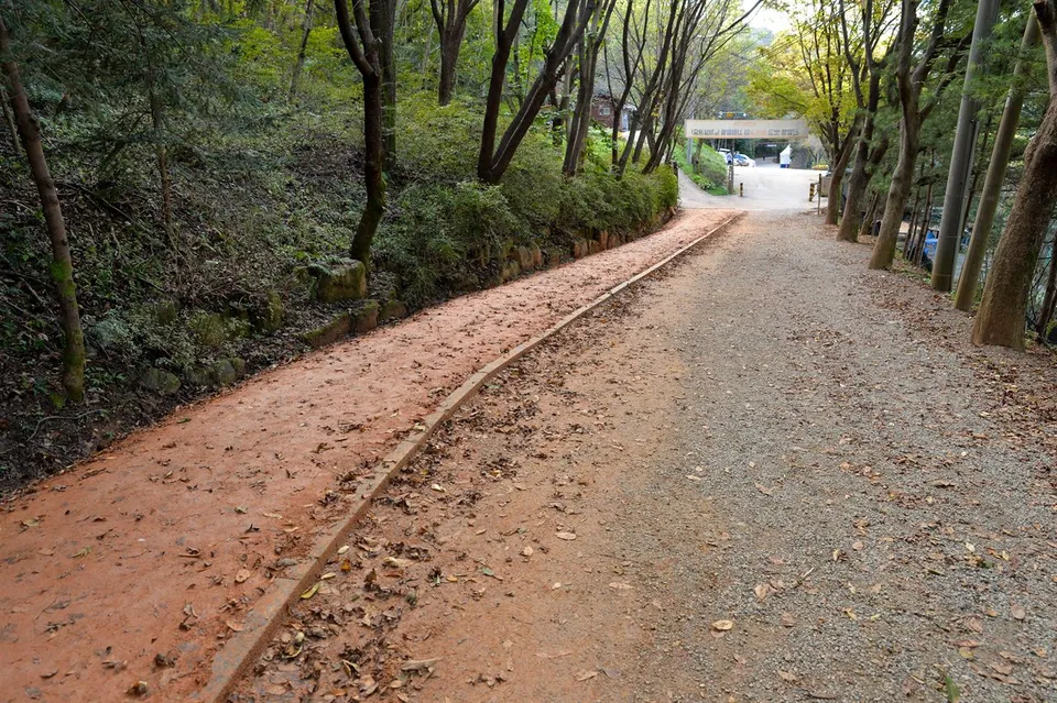 계족산 황톳길 — 나무숲을 지나는 황톳길 (2021년 10월)