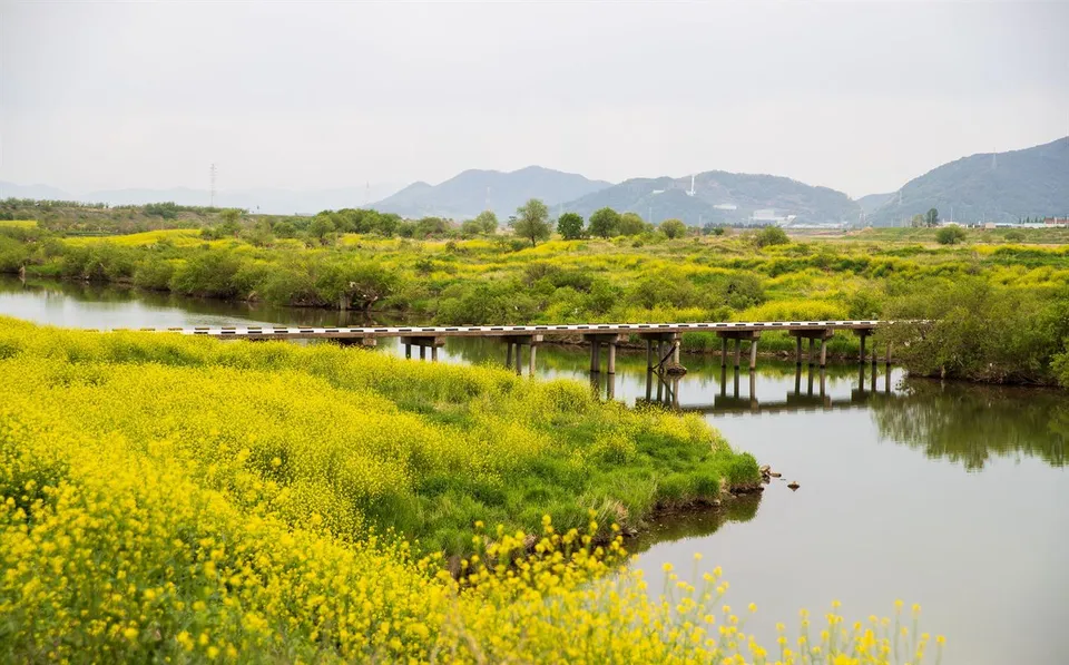 密陽江 — 密陽江上的木橋與油菜花田（2021年4月）
