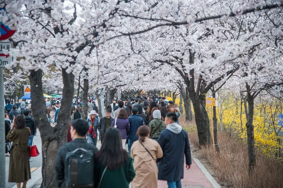 2019 永登浦汝矣島春花節 — 櫻花樹隧道下熙攘的步道（2019年4月）