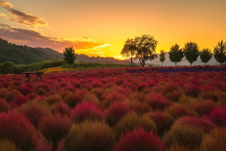 臨津江地膚庭園（임진강 댑싸리정원）— 夕陽下延伸的地膚庭園（2025年10月）