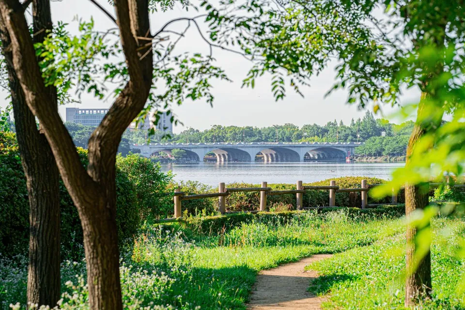 一山湖水公園 — 林木間的湖泊與橋樑（2025年8月）