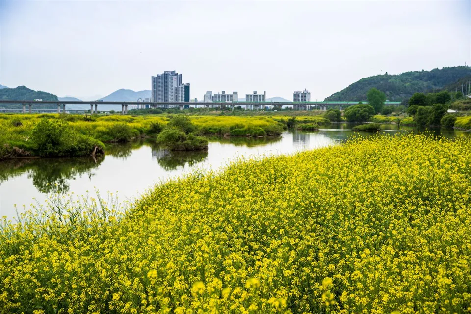 密陽江 — 密陽江油菜花田與市區公寓景色（2021年4月）