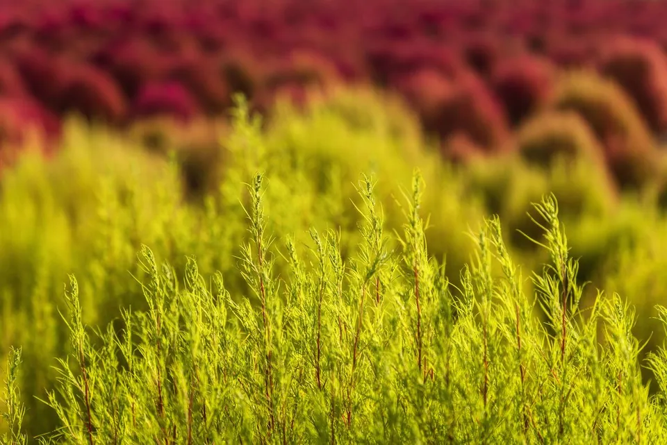 臨津江地膚庭園（임진강 댑싸리정원）— 黃綠色植物與紅色花田（2025年10月）