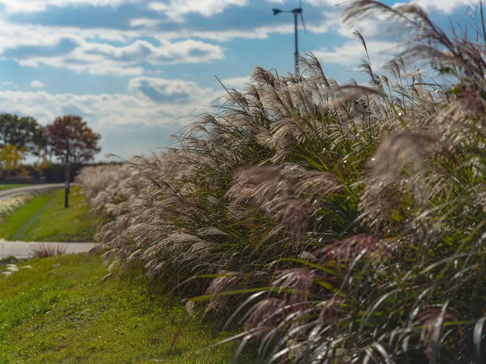 天空公園 — 藍天下延展的芒草田（2025年11月）