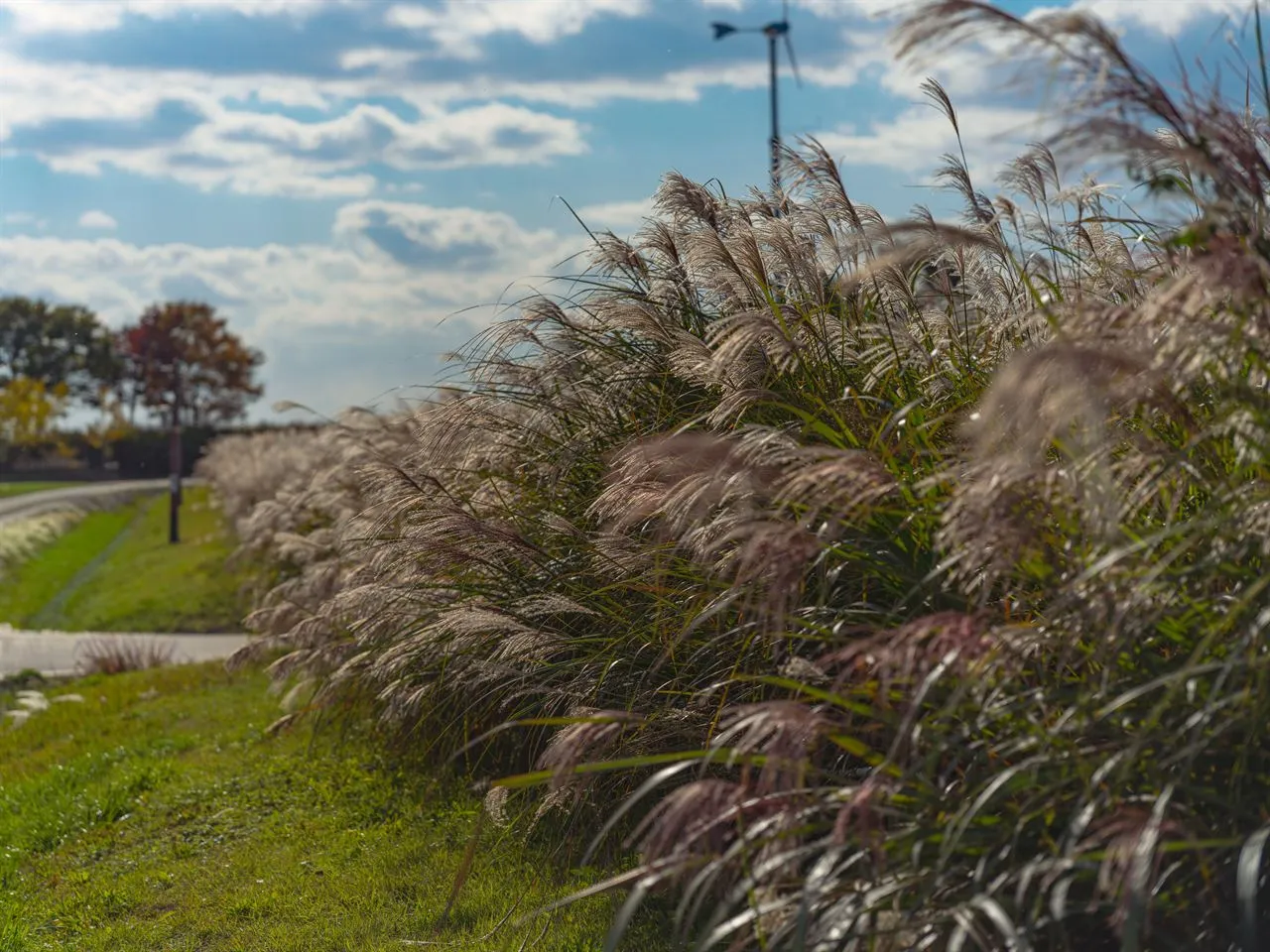 天空公園 — 藍天下延展的芒草田(2025年11月)(照片:韓國觀光公社觀光照片庫・攝影 서문교・公共授權第1類)