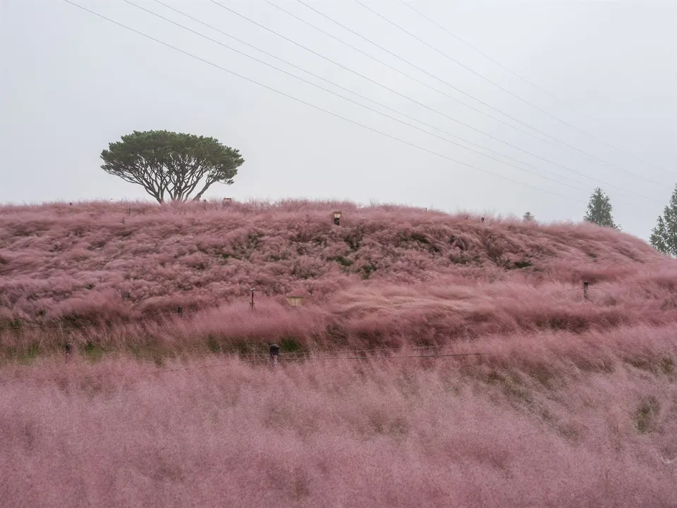 新昭陽體育公園 — 粉紅色粉黛亂子草山丘與松樹（2025年10月）