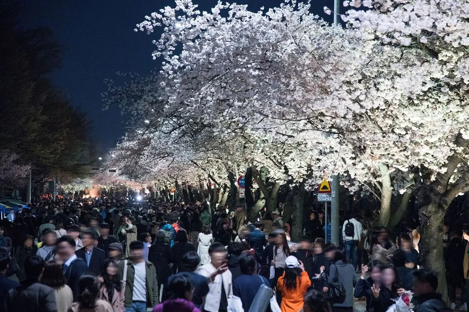 2019 永登浦汝矣島春花節 — 夜間燈光下盛開的櫻花小徑（2019年4月）