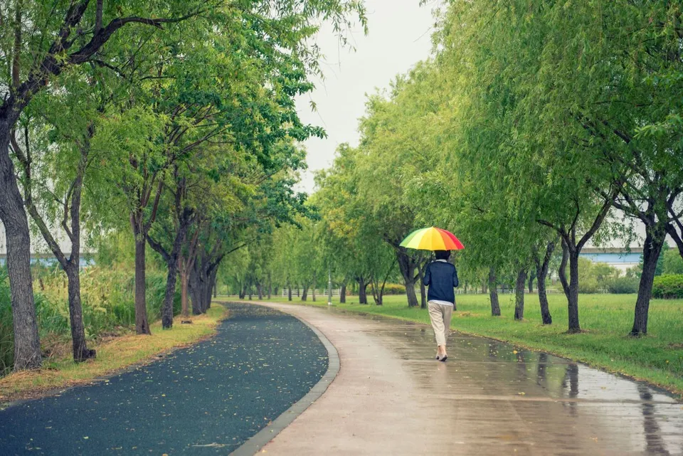 三樂生態公園 — 雨後的林蔭步道與撐傘的人（2020年10月）