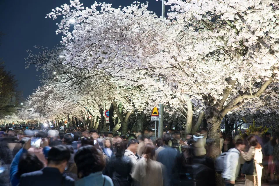 2019 永登浦汝矣島春花節 — 行走於夜間櫻花小徑的人群（2019年4月）