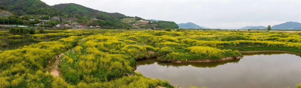 密陽江 — 密陽江畔油菜花群落與山景（2021年4月）
